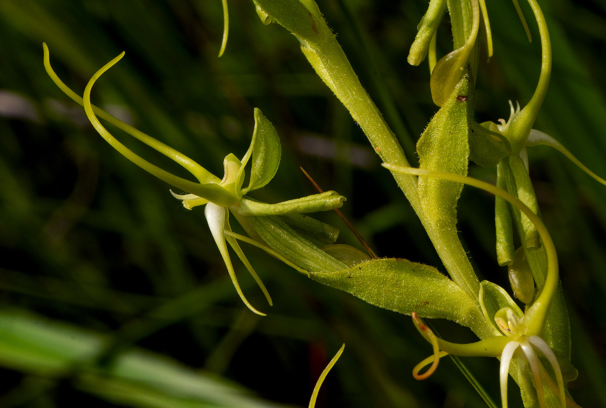 Habenaria clavata