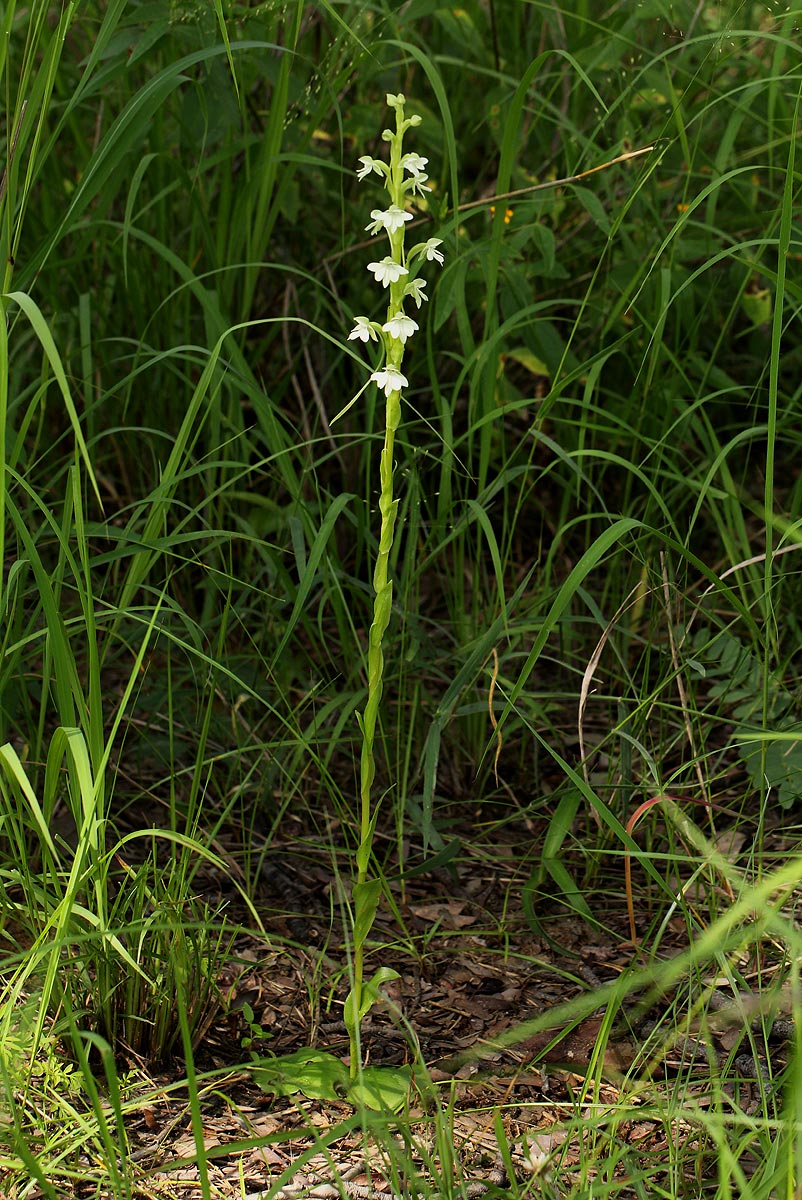 Habenaria galactantha