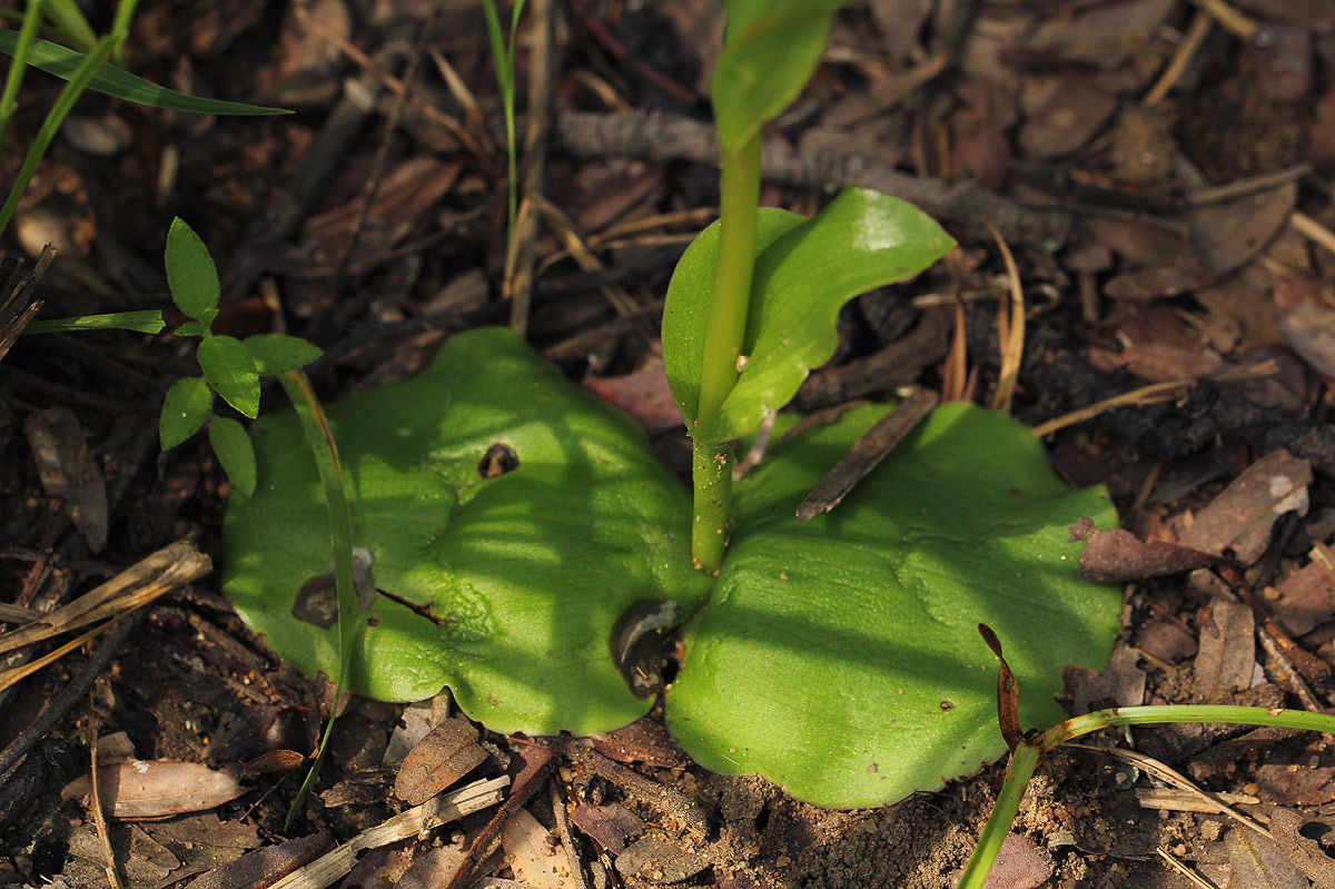 Habenaria galactantha