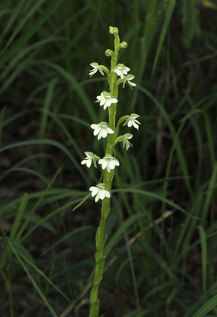 Habenaria galactantha