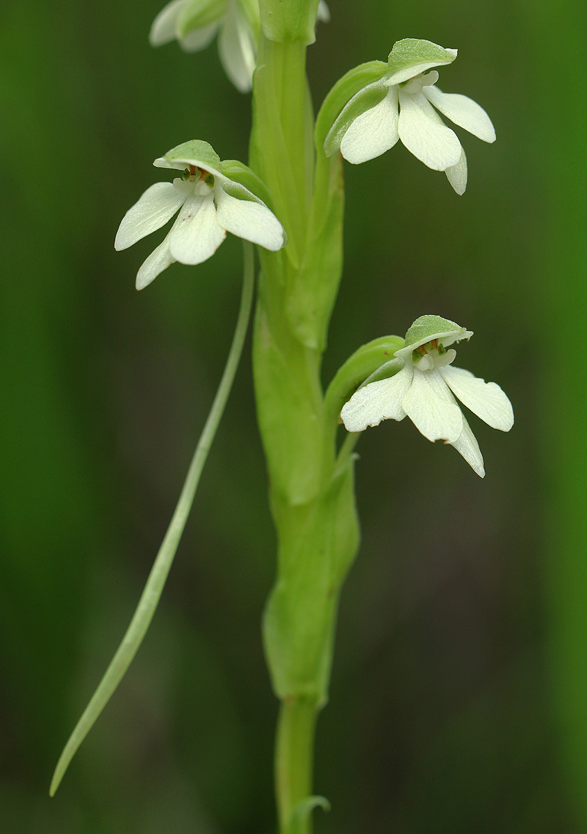 Habenaria galactantha