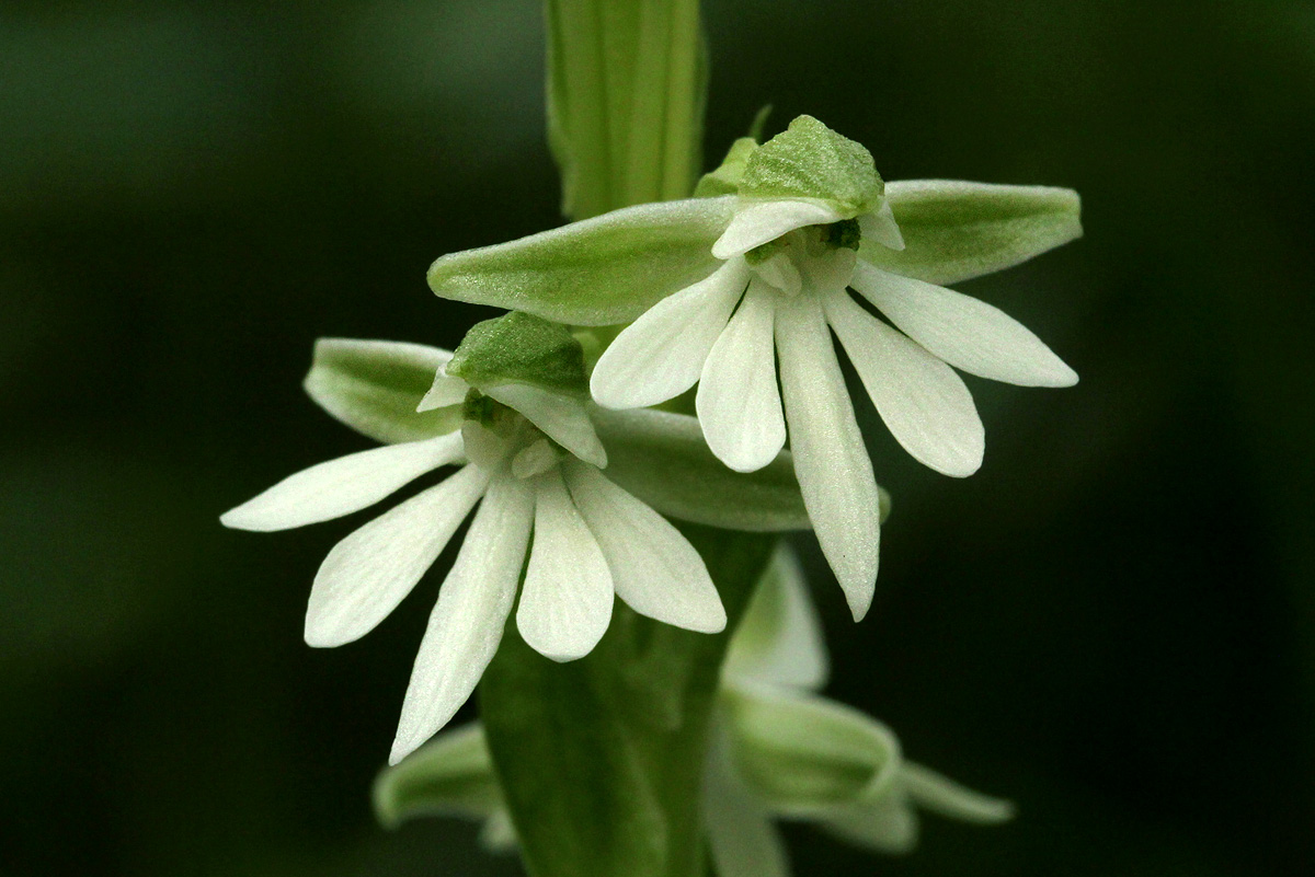 Habenaria galactantha