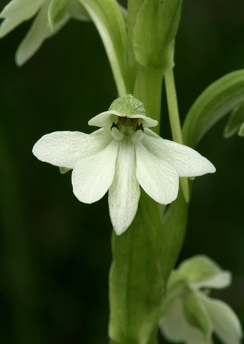 Habenaria galactantha