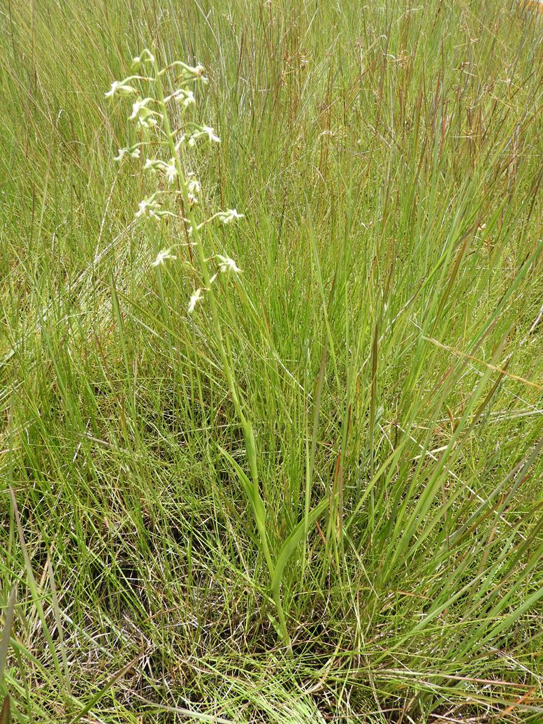 Habenaria schimperiana