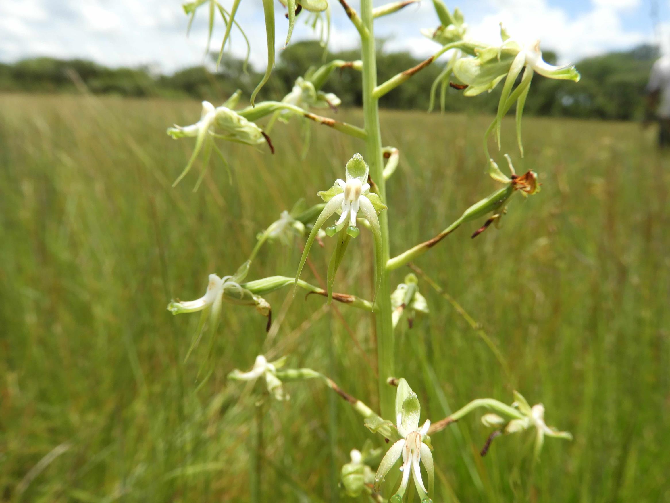 Habenaria schimperiana