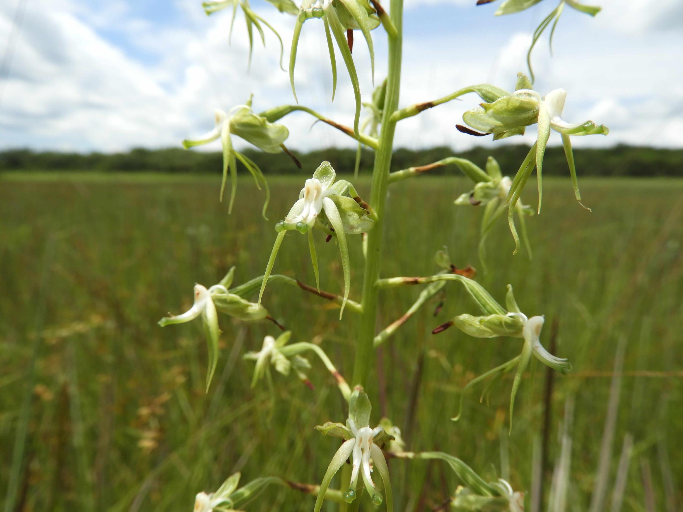 Habenaria schimperiana