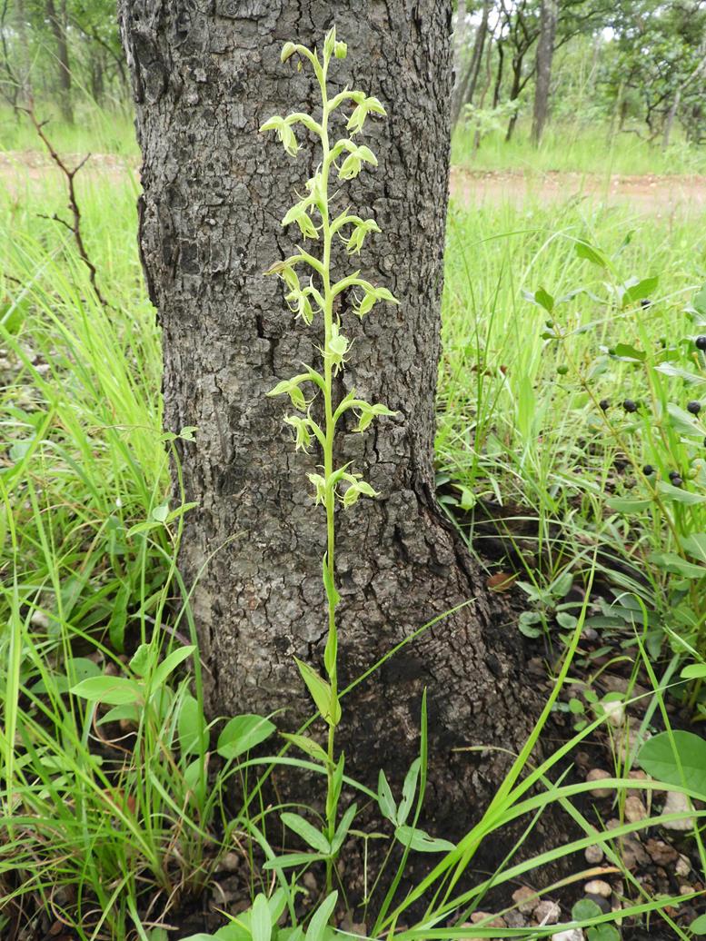 Habenaria uncicalcar