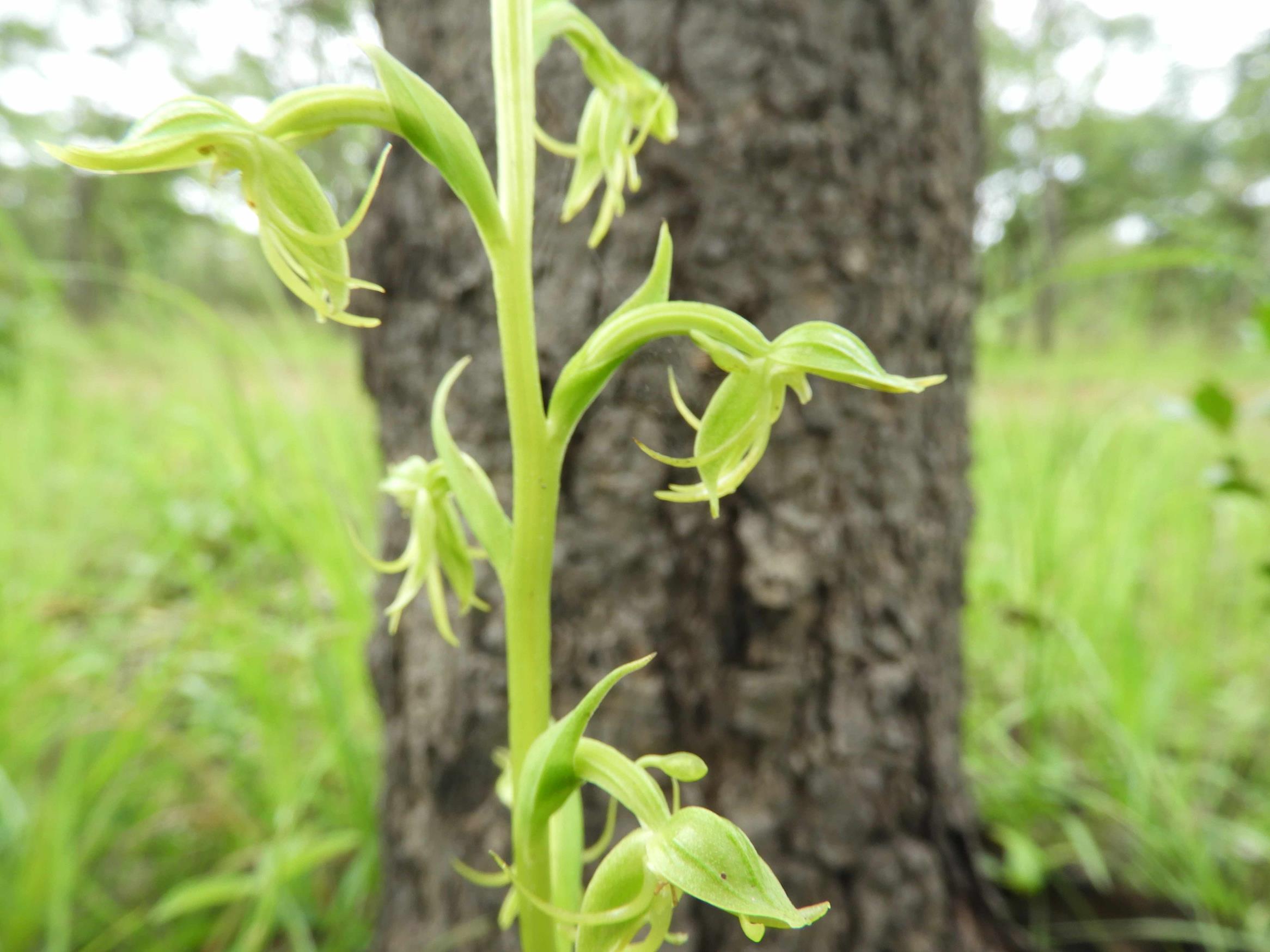 Habenaria uncicalcar