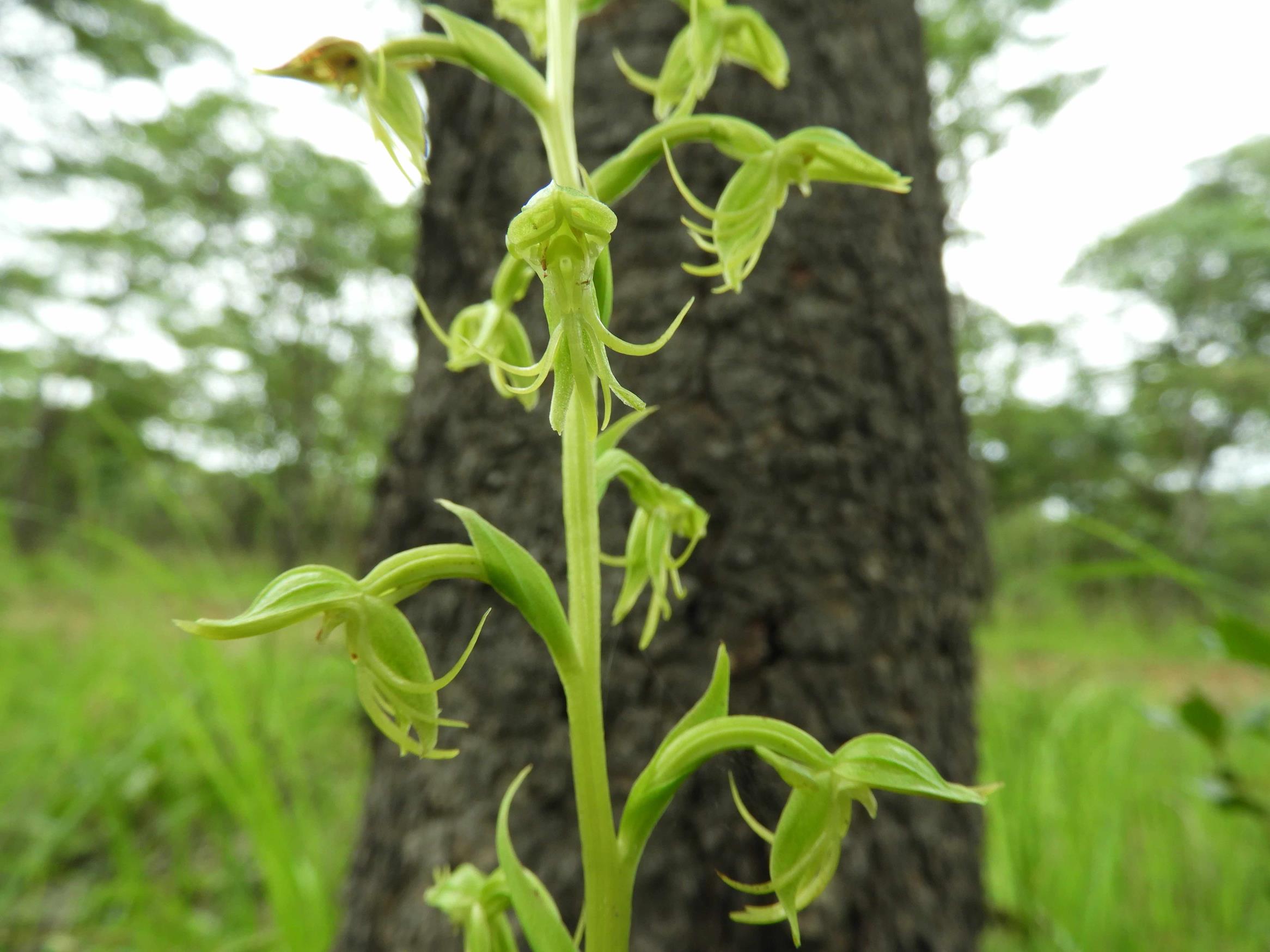 Habenaria uncicalcar