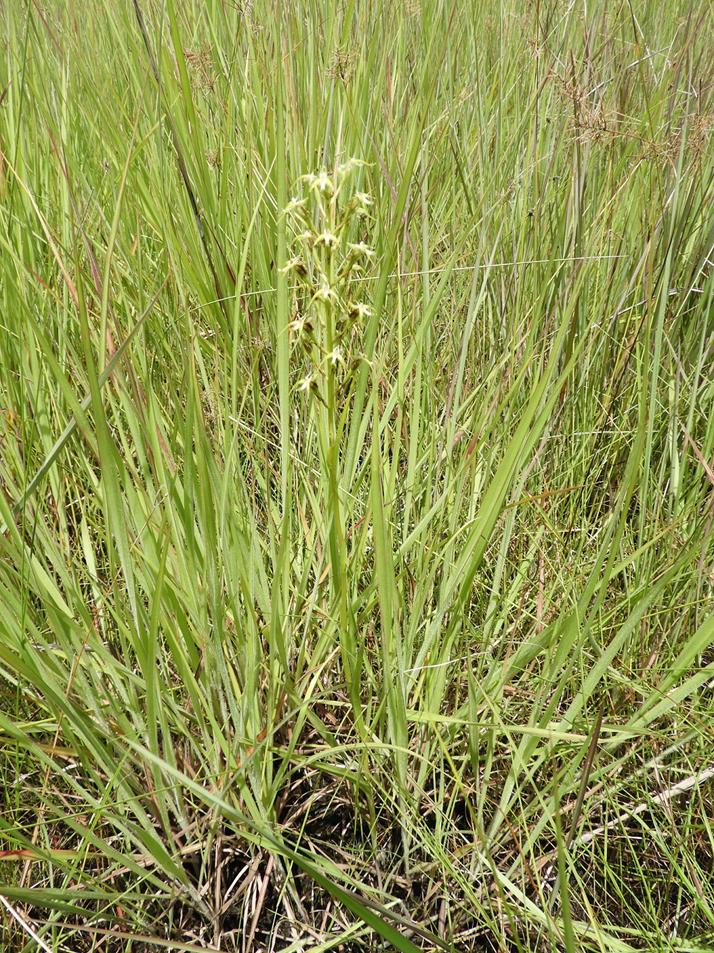 Habenaria weberiana