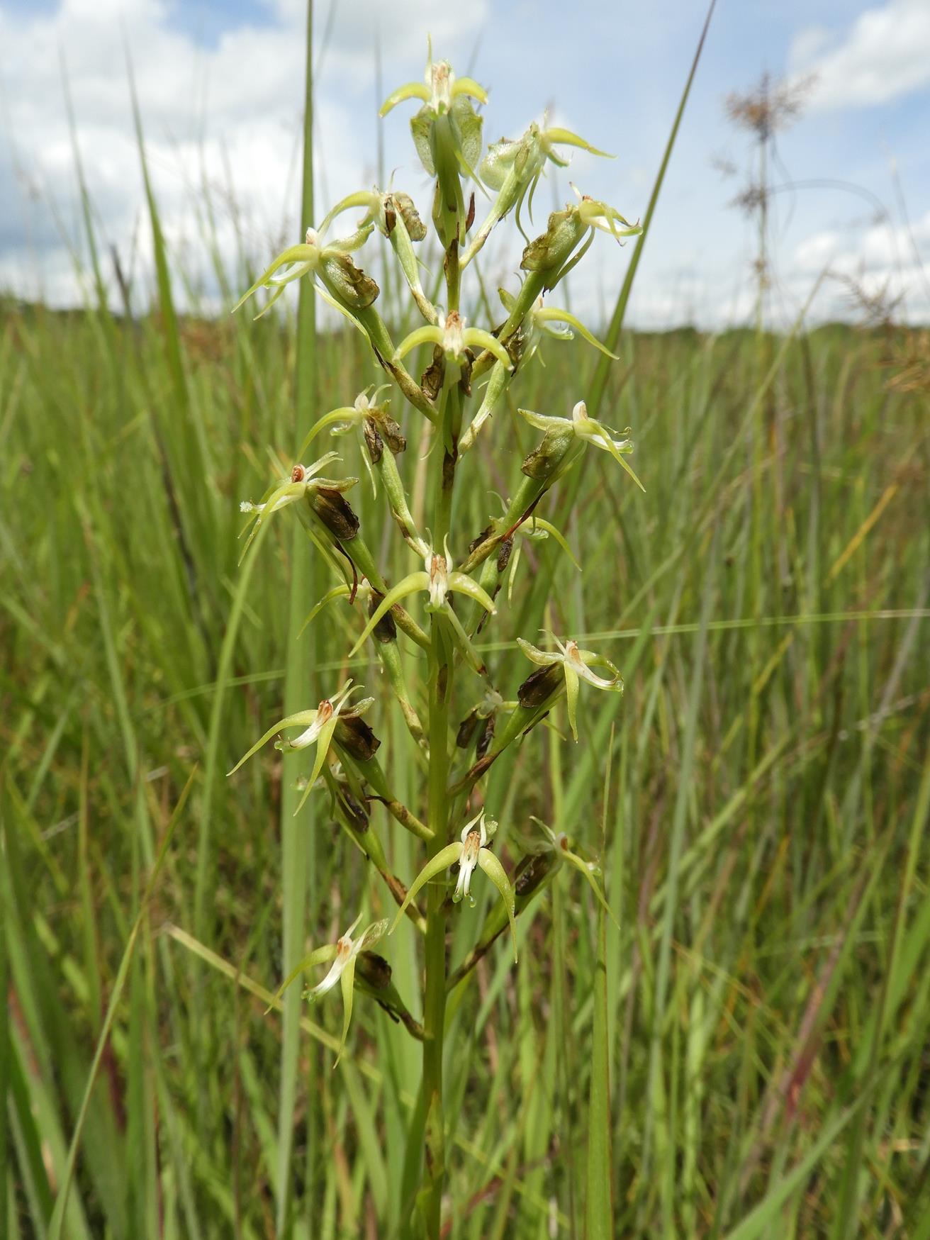 Habenaria weberiana