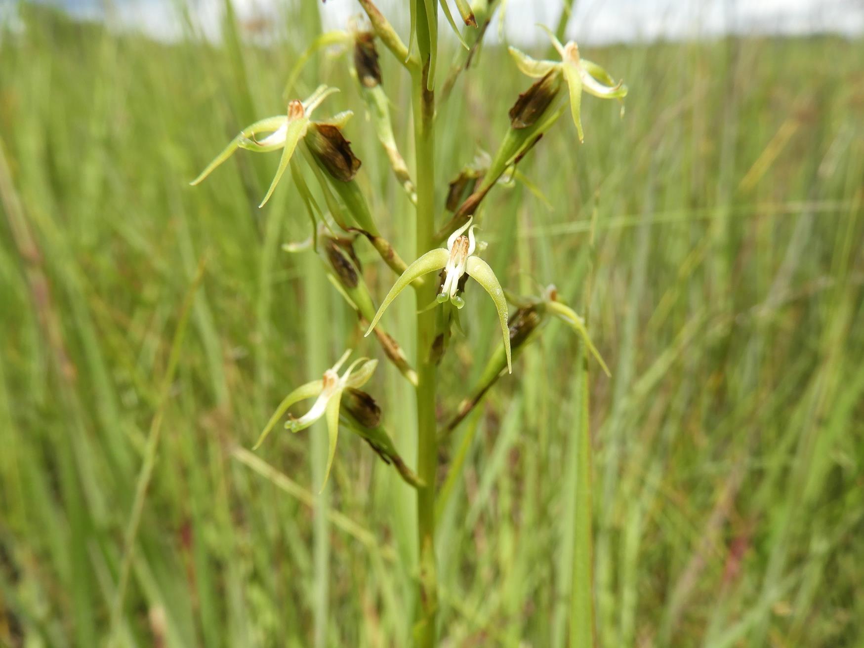 Habenaria weberiana