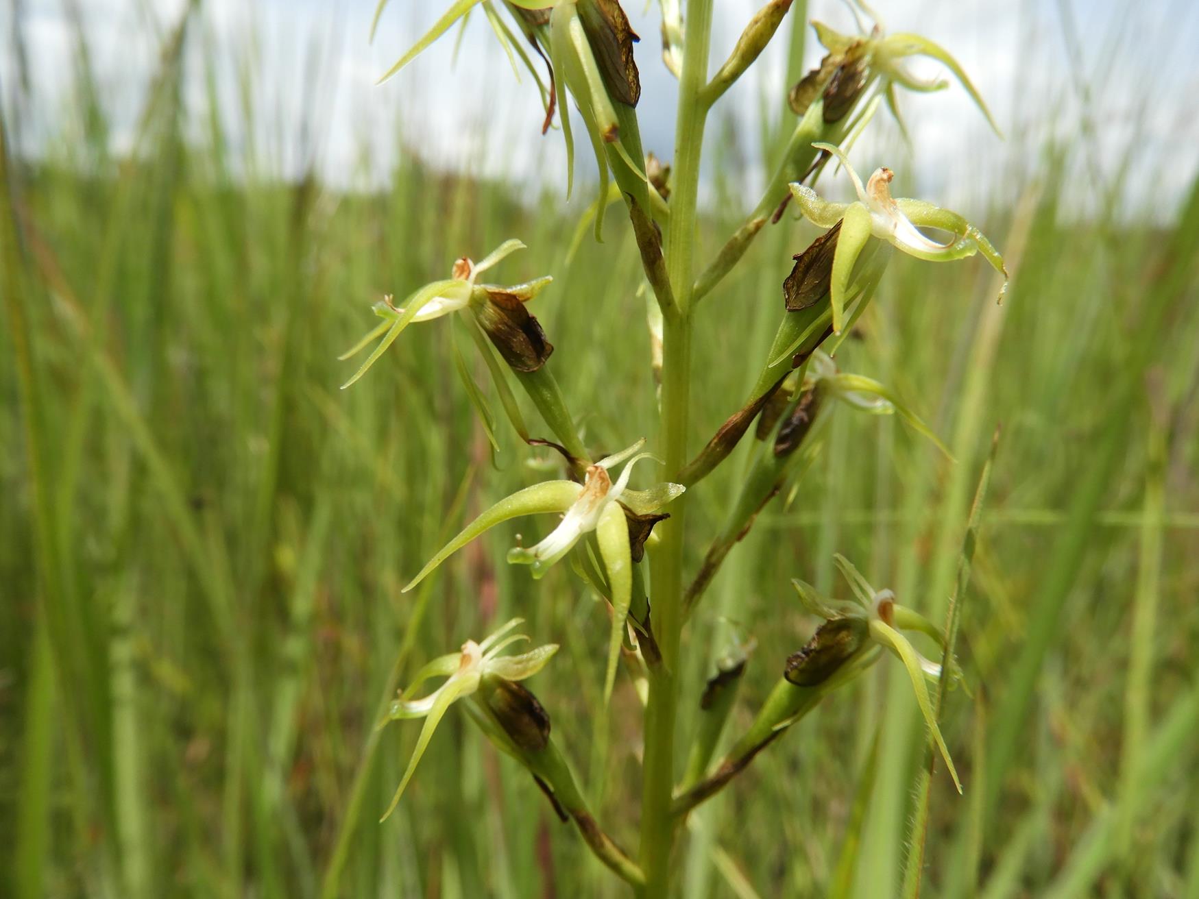 Habenaria weberiana