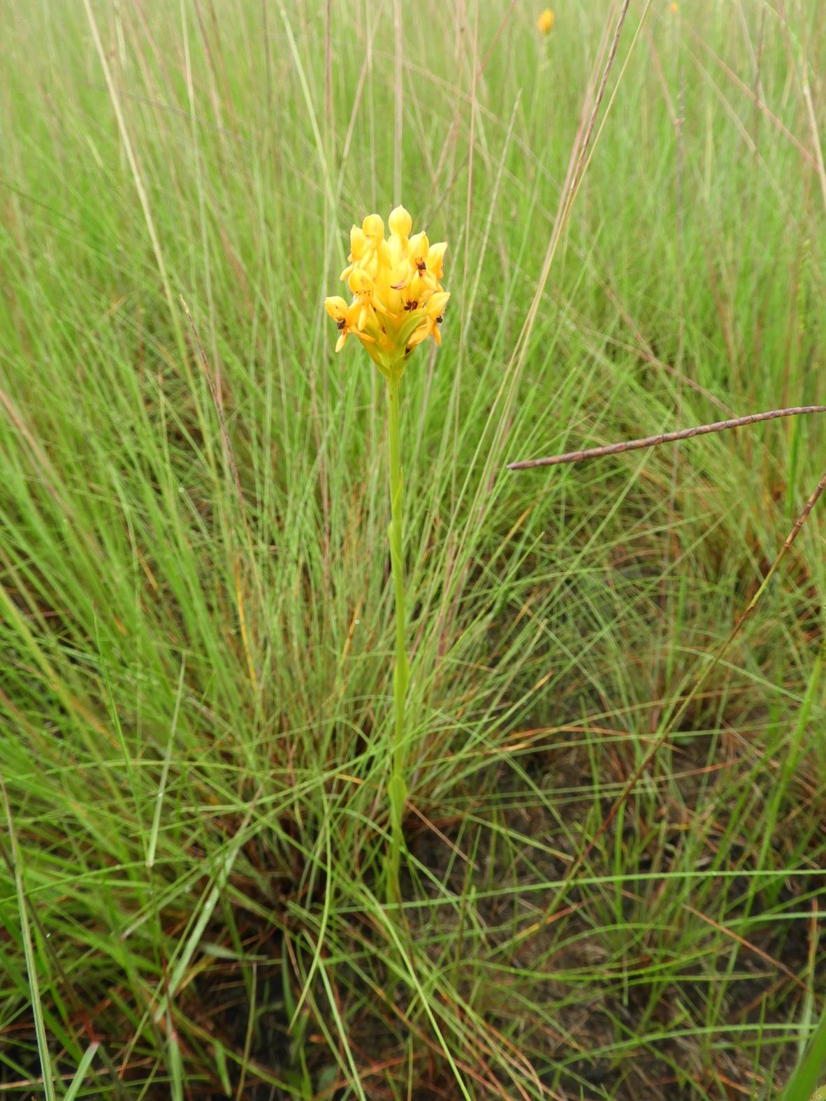 Platycoryne buchananiana