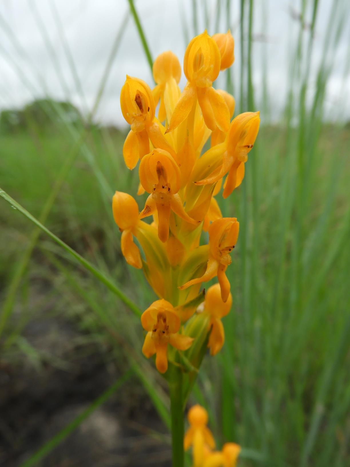 Platycoryne buchananiana