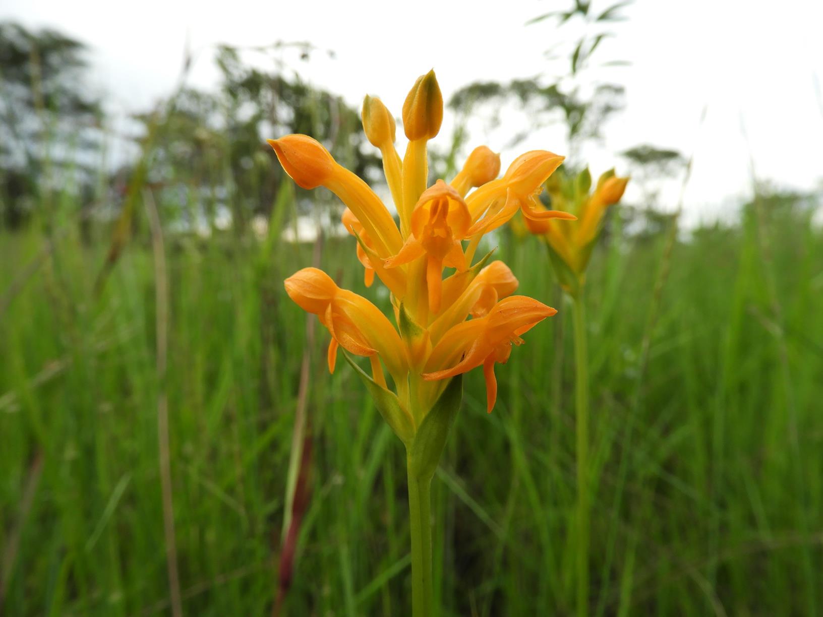 Platycoryne buchananiana