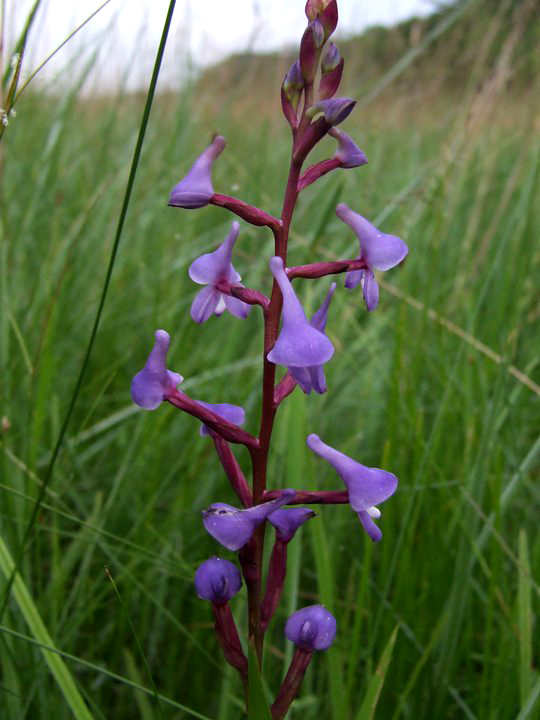 Disa equestris