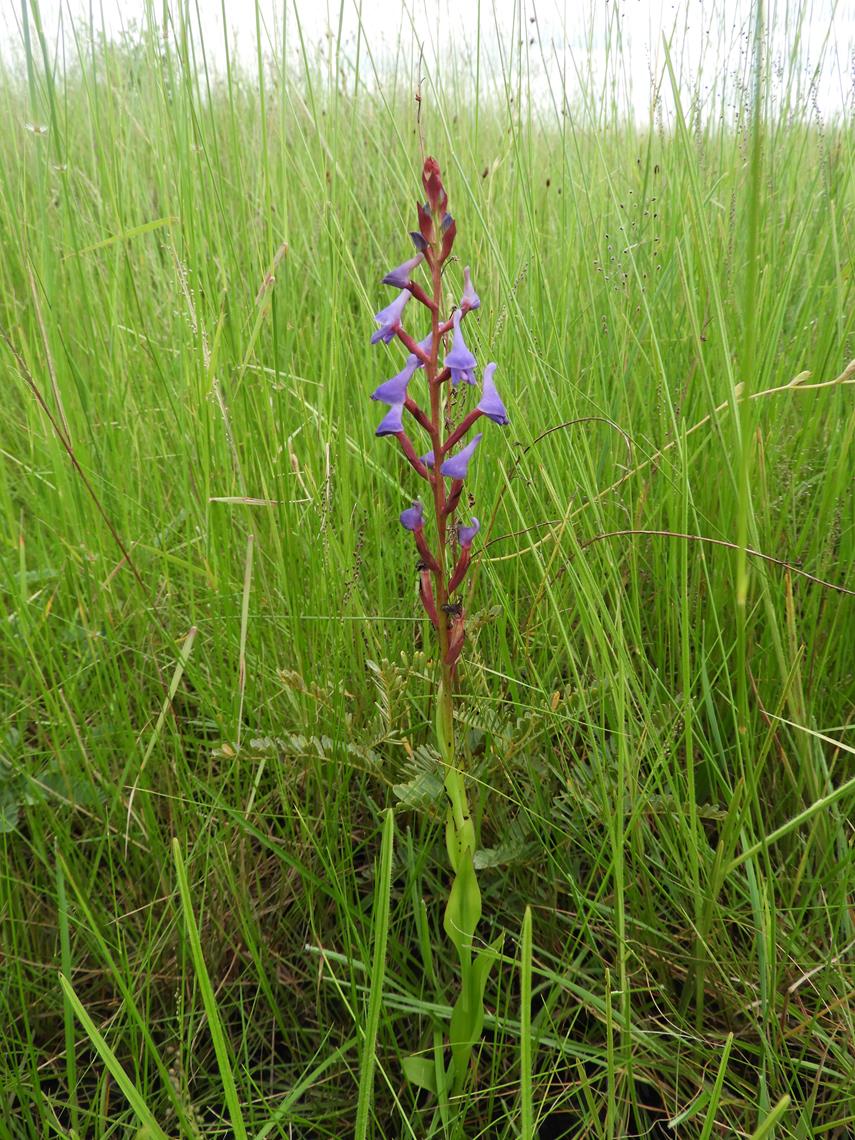 Disa equestris