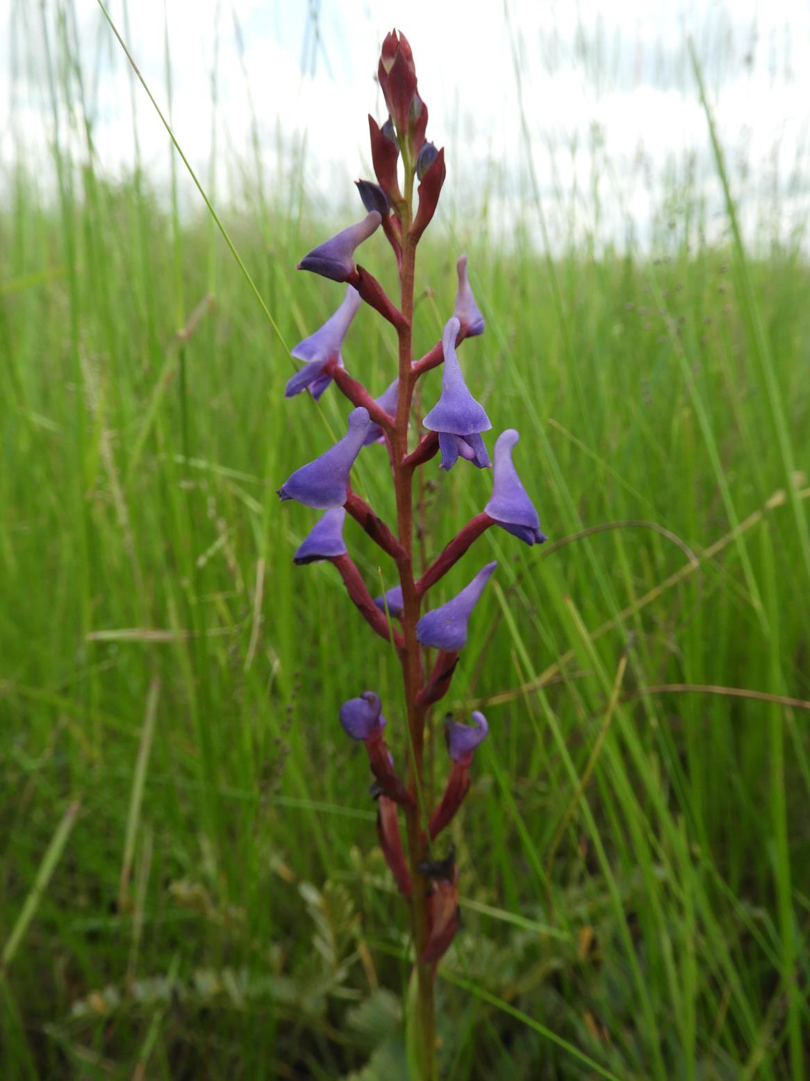 Disa equestris