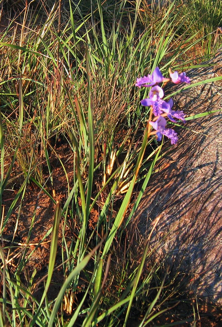 Disa baurii