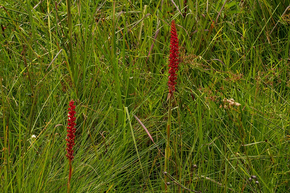 Satyrium coriophoroides