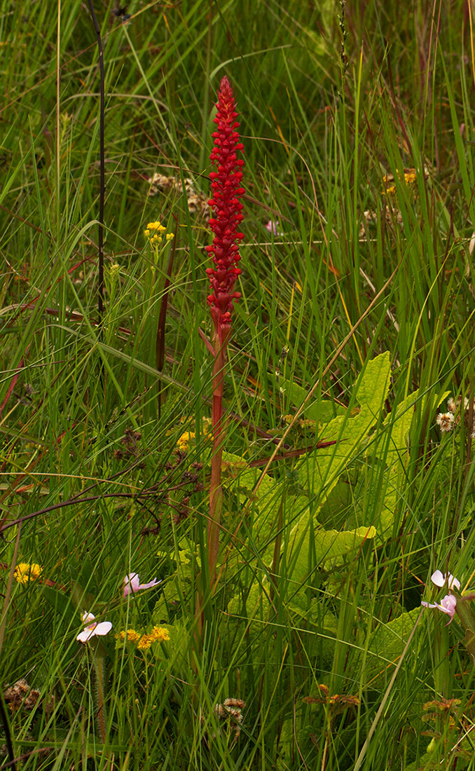 Satyrium coriophoroides