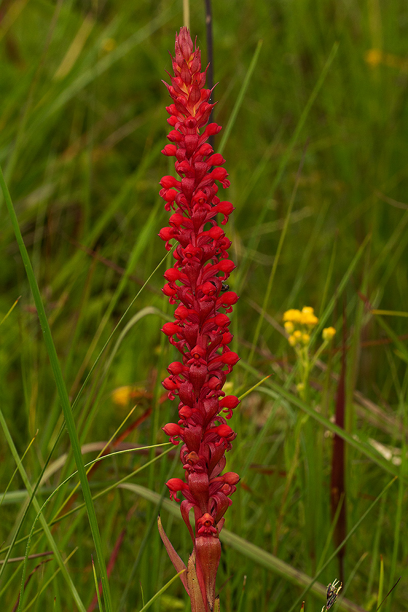 Satyrium coriophoroides