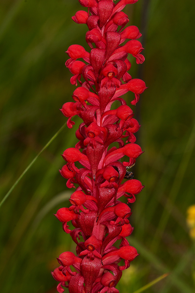 Satyrium coriophoroides