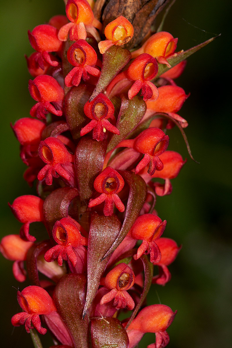 Satyrium coriophoroides