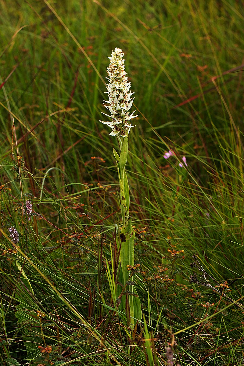 Satyrium trinerve