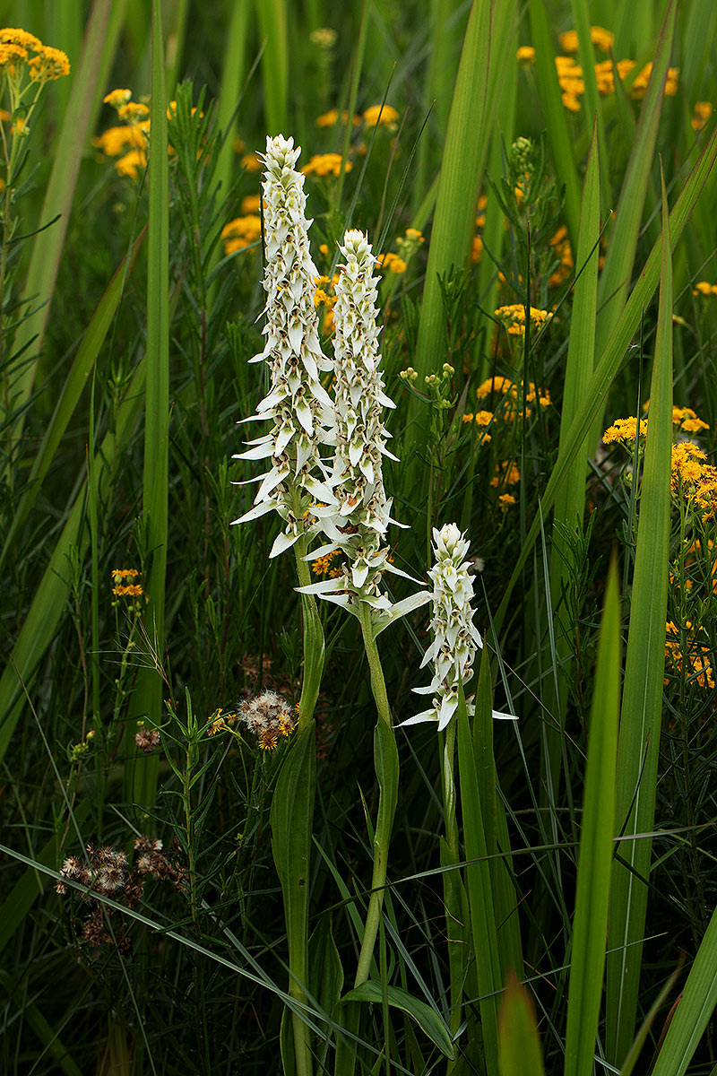 Satyrium trinerve