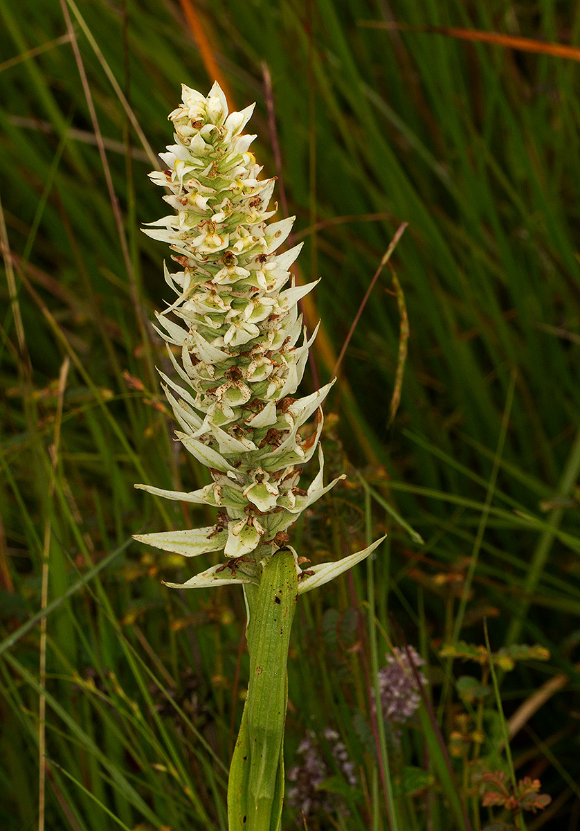 Satyrium trinerve