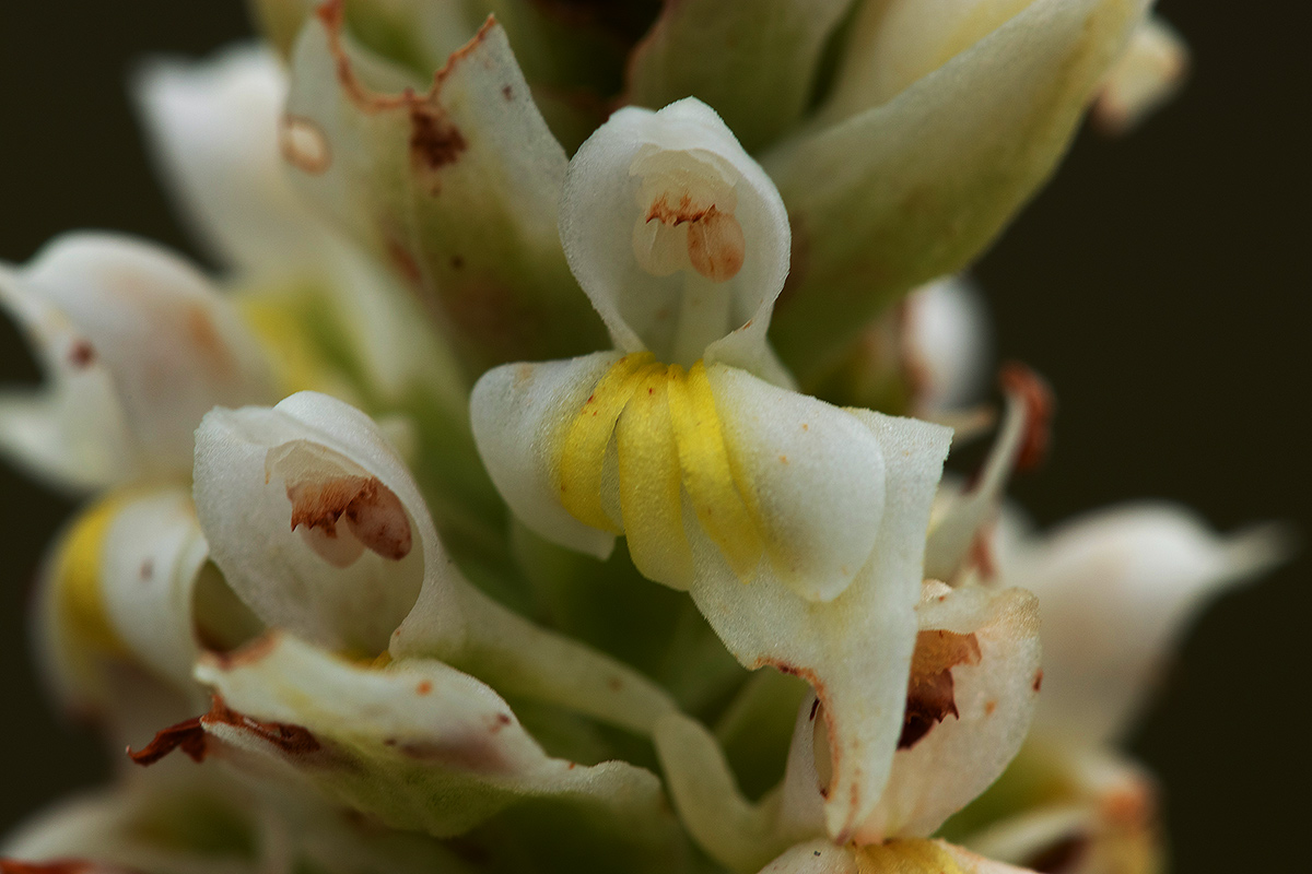 Satyrium trinerve