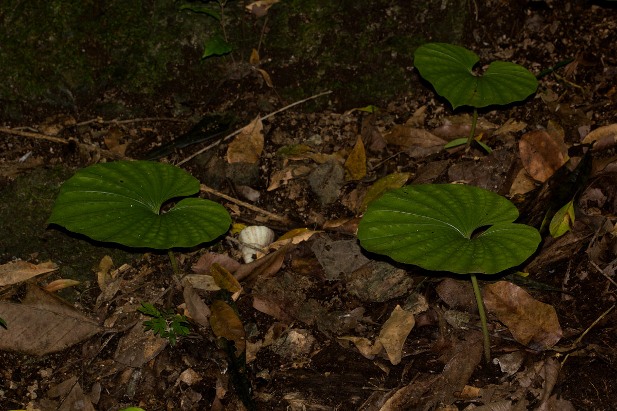 Nervilia bicarinata