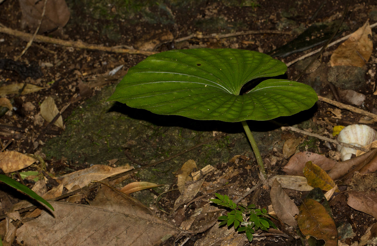 Nervilia bicarinata