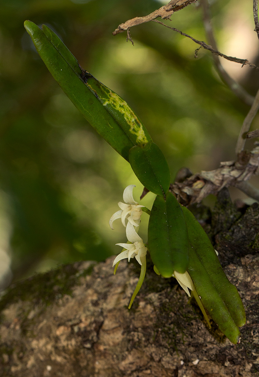 Cyrtorchis arcuata subsp. arcuata