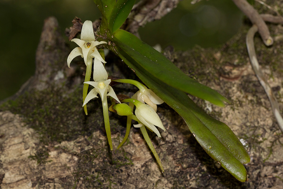 Cyrtorchis arcuata subsp. arcuata