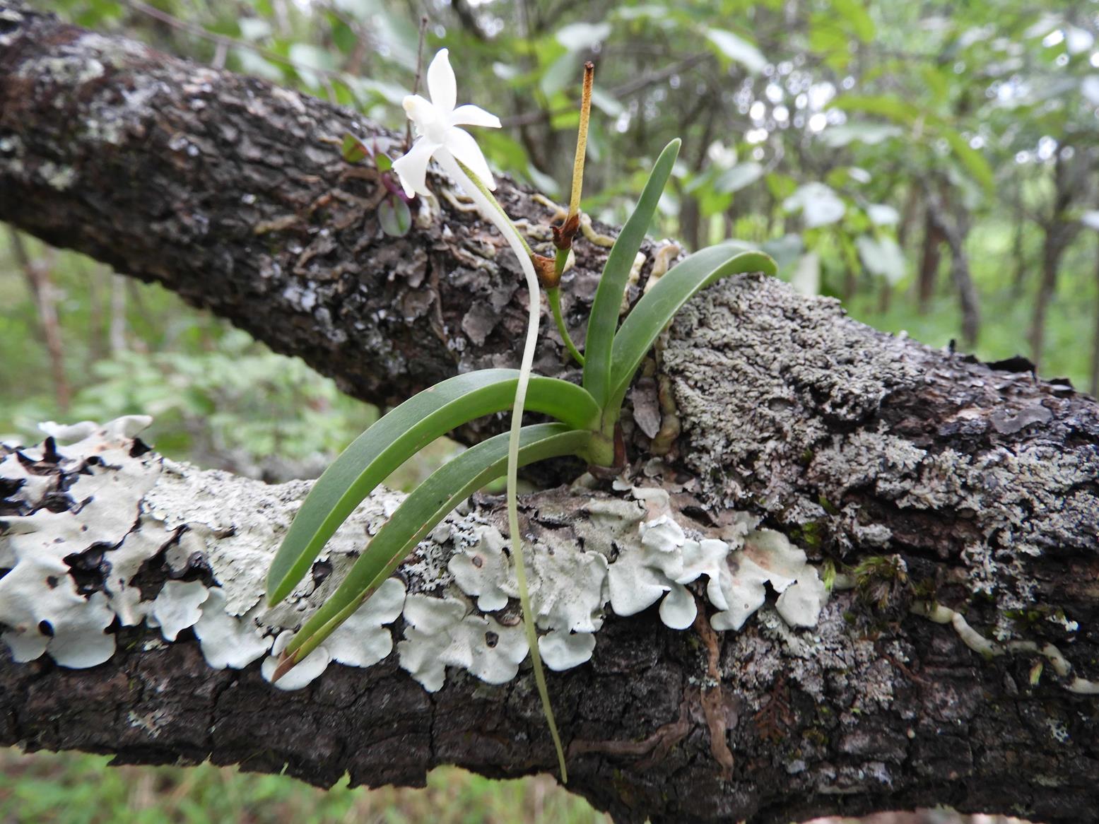 Rangaeris muscicola