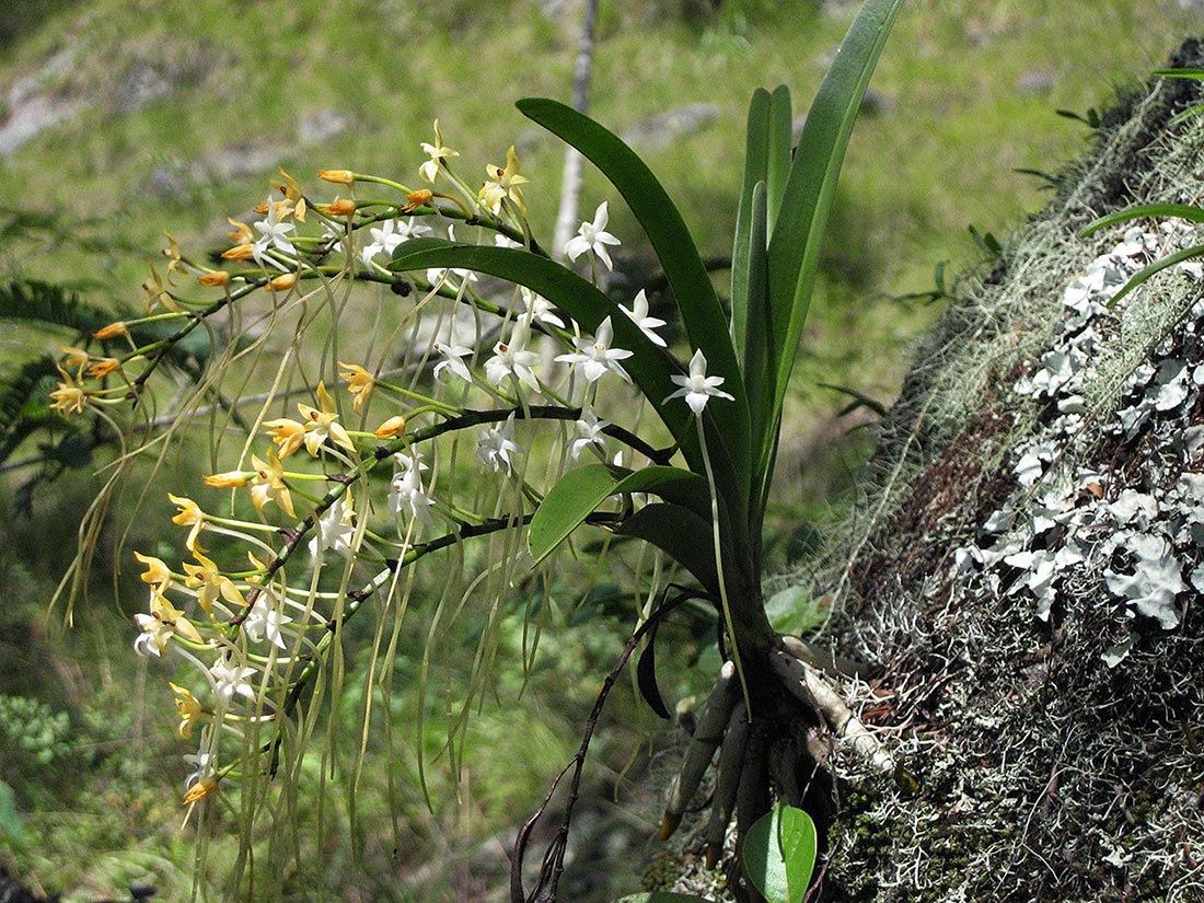 Rangaeris muscicola