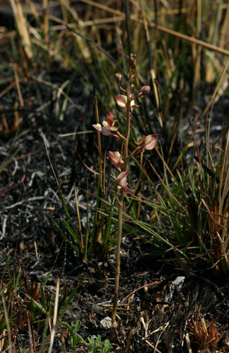 Eulophia clitellifera