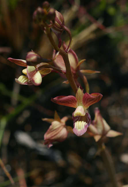 Eulophia clitellifera