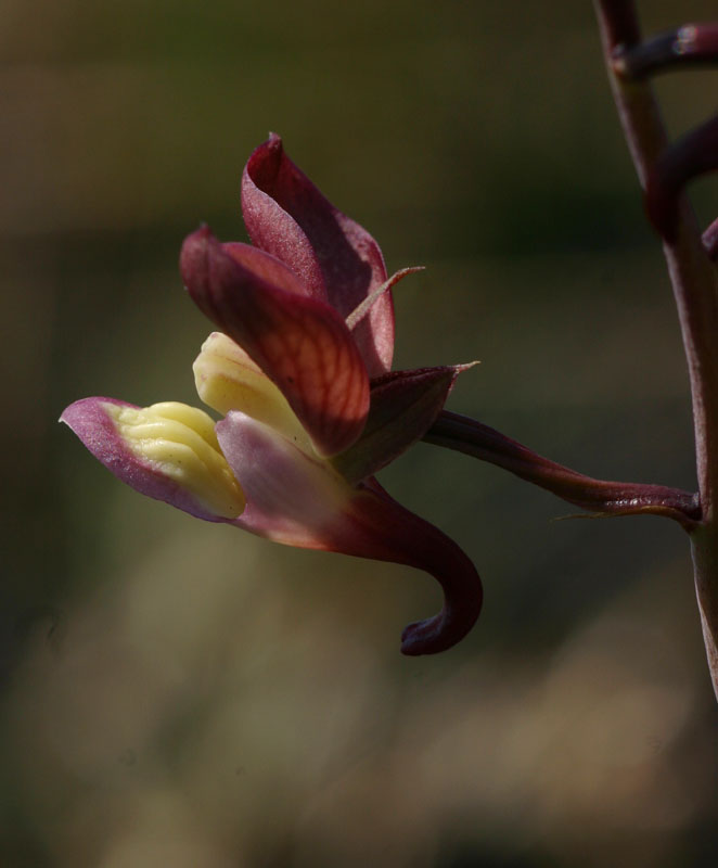 Eulophia clitellifera