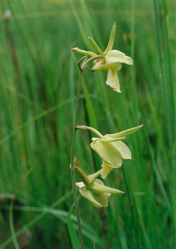 Eulophia flavopurpurea