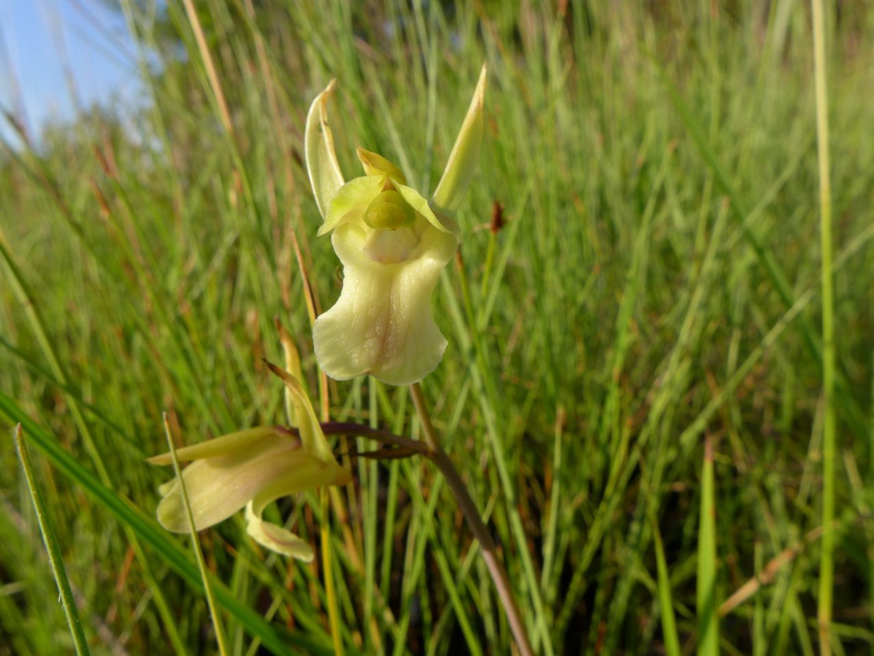 Eulophia flavopurpurea