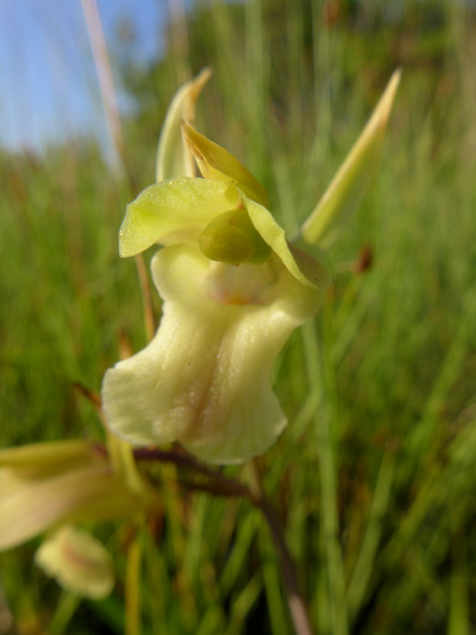 Eulophia flavopurpurea