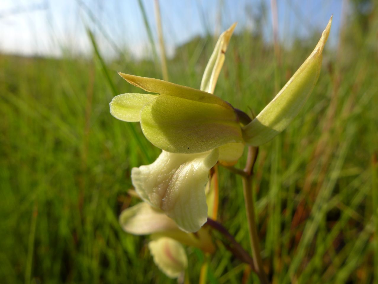 Eulophia flavopurpurea