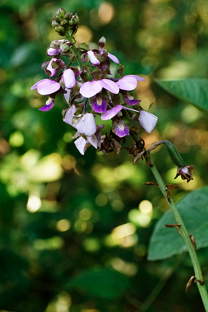 Eulophia horsfallii