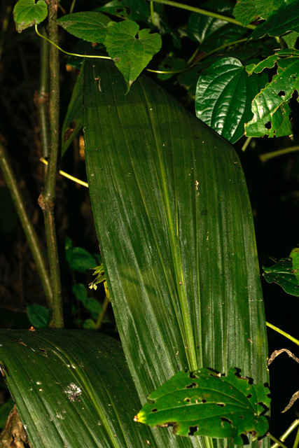 Eulophia horsfallii