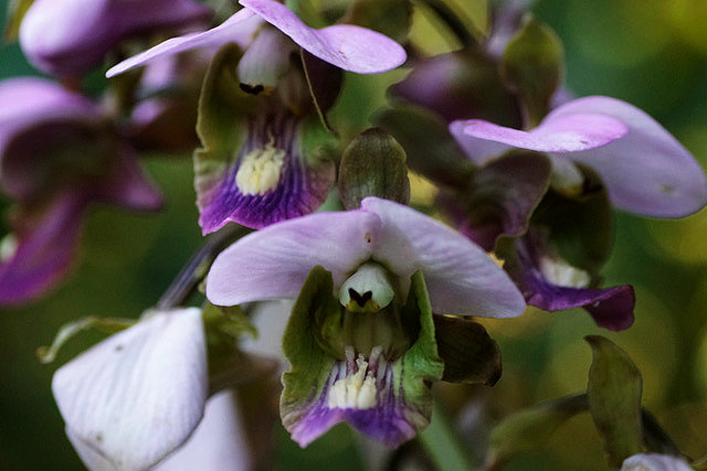 Eulophia horsfallii