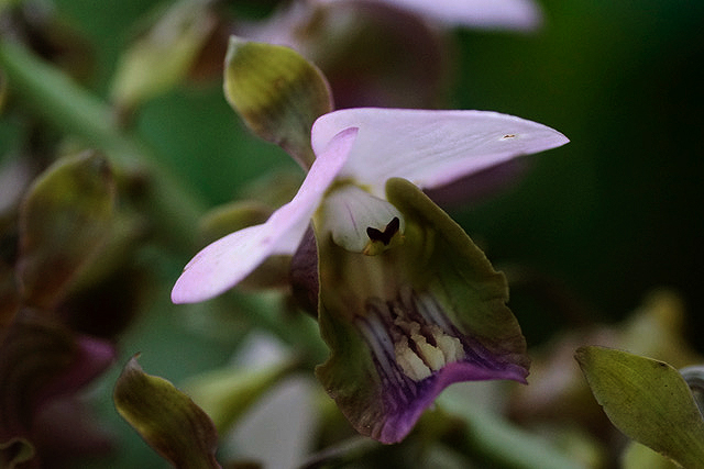 Eulophia horsfallii